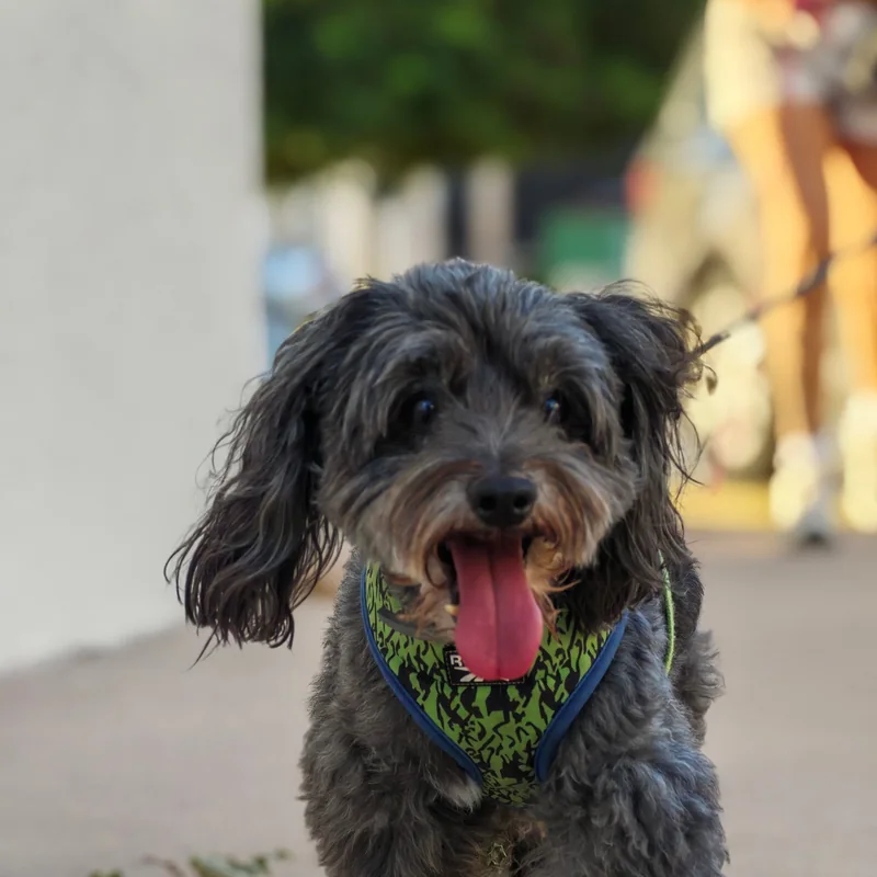 Chupi, a small gray curly-haired dog with his tongue out, wearing a green harness