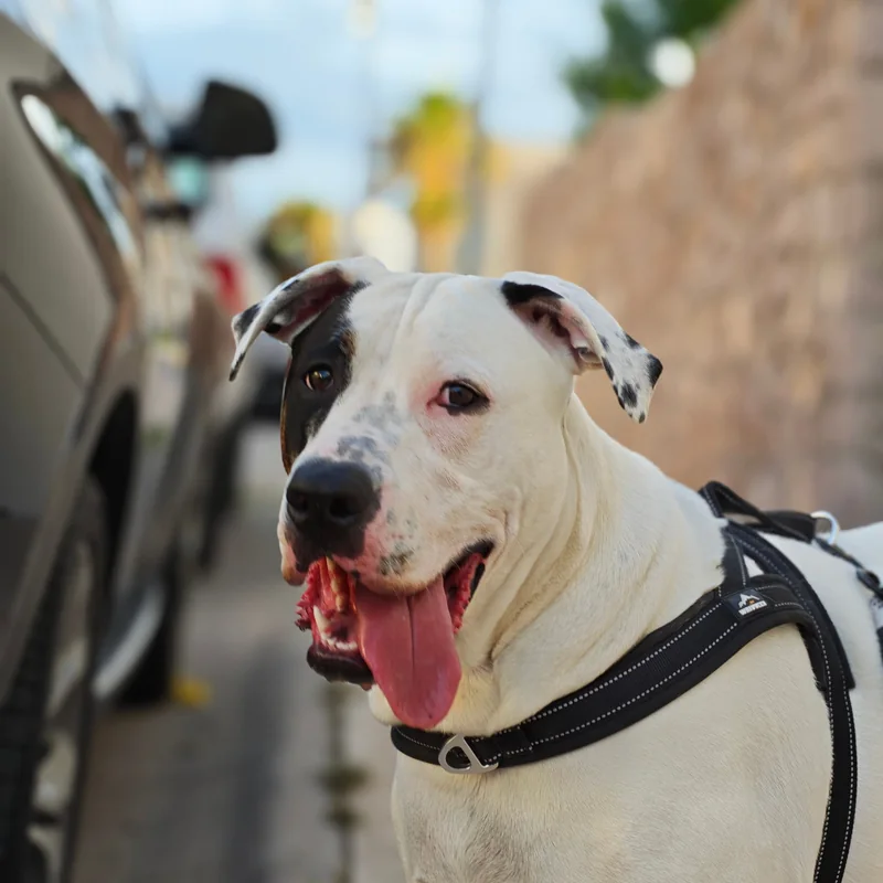 Luffy, a big white dog with a black patch over one eye, wearing a harness