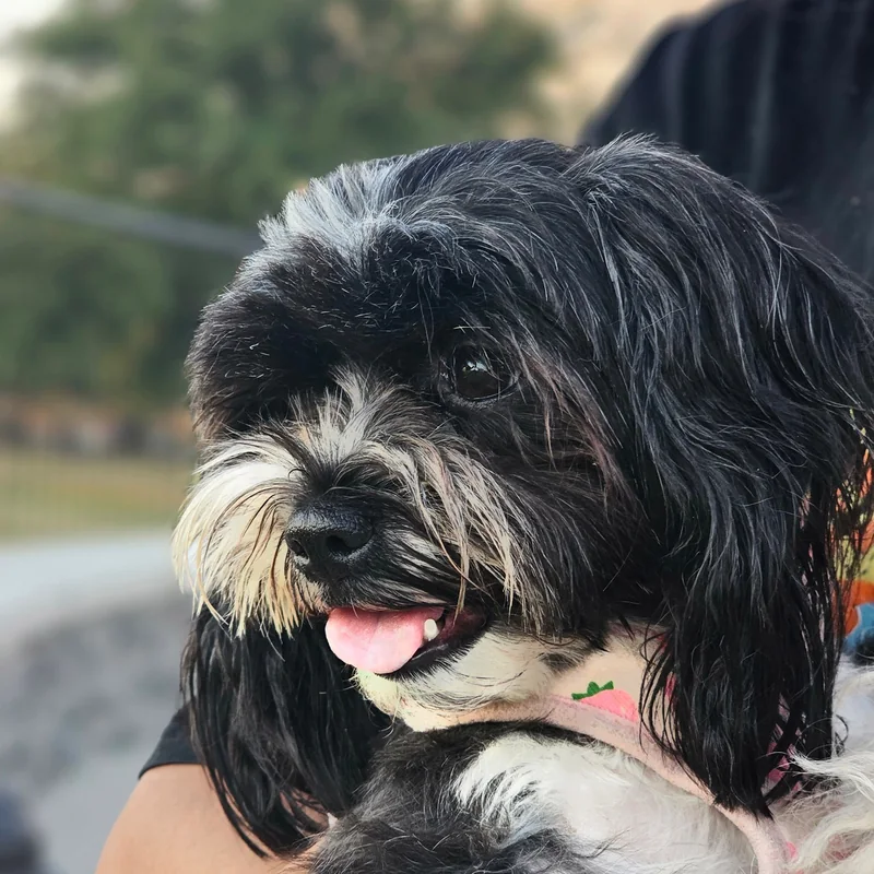 Millie, a small black and white long-haired dog being held in someone's arms